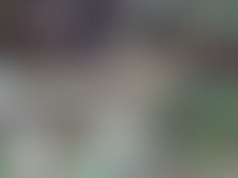 Cães surpreendem fazendeiro e indicam local onde sucuri morreu ao tentar engolir cachorro