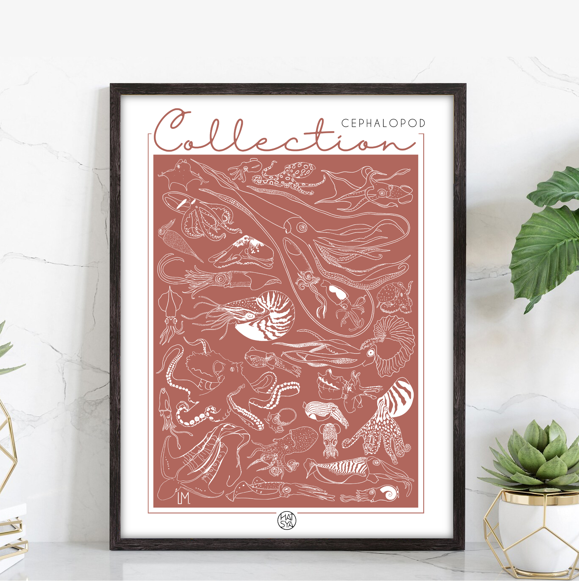 Collection - Cephalopod