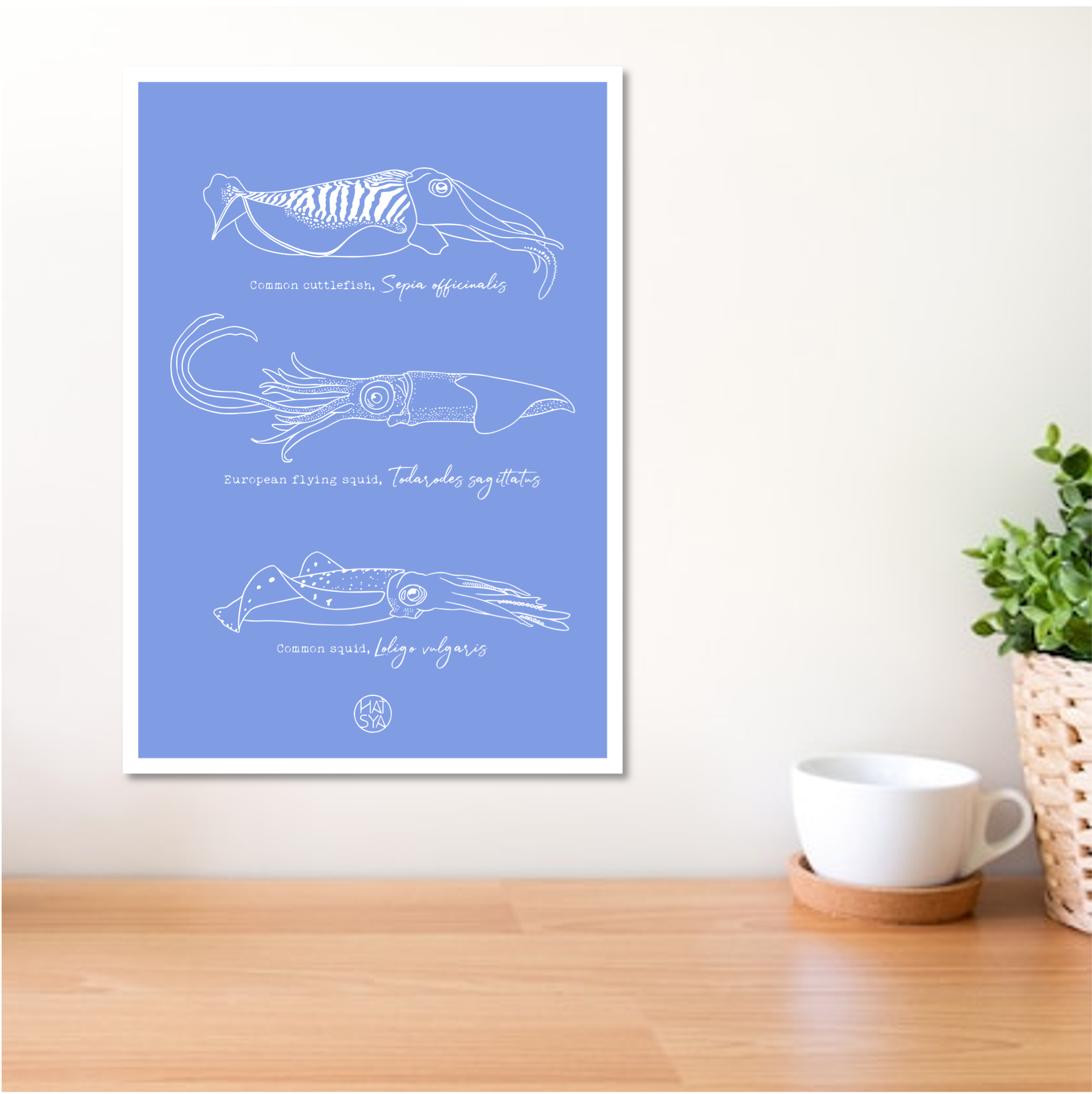 Species - Cephalopod