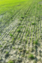 vertical-shot-seedlings-growing-out-plowed-rows-wet-soil-field.jpg