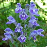 Fleurs de scutellaire