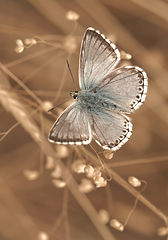 blue and white butterfly perched on brown plant_edited.jpg