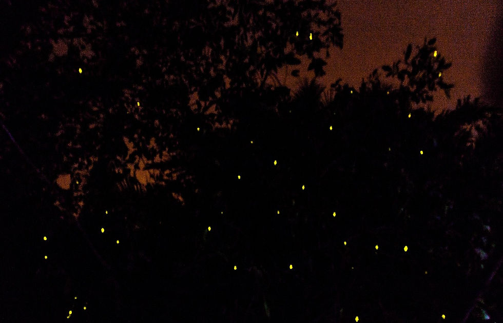 Firefly Tour