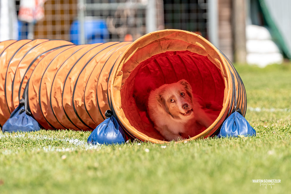 Hund | Shooting | Frisbee | Martin Schnetzler