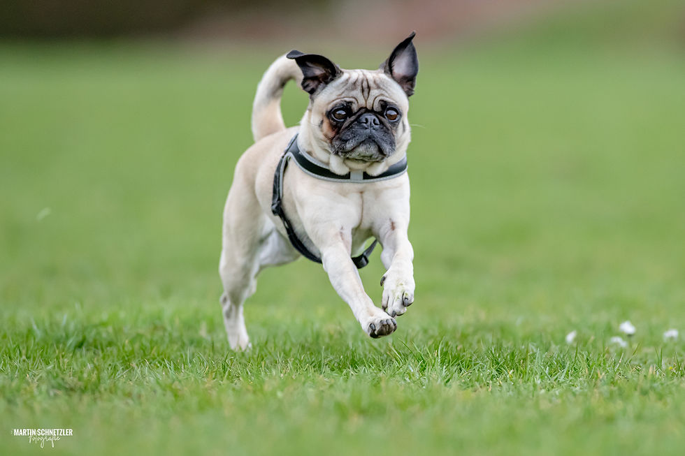 Hund | Hundeshooting | Martin Schnetzler
