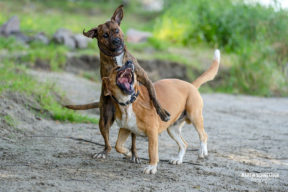 Hund | Shooting | Martin Schnetzler