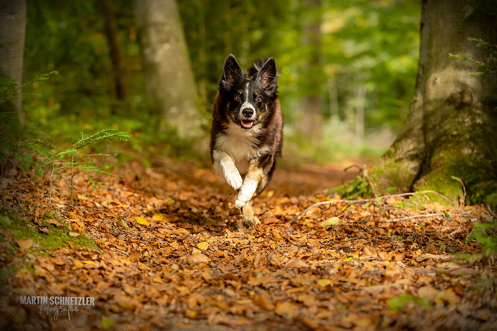 Hund | Shooting | Martin Schnetzler