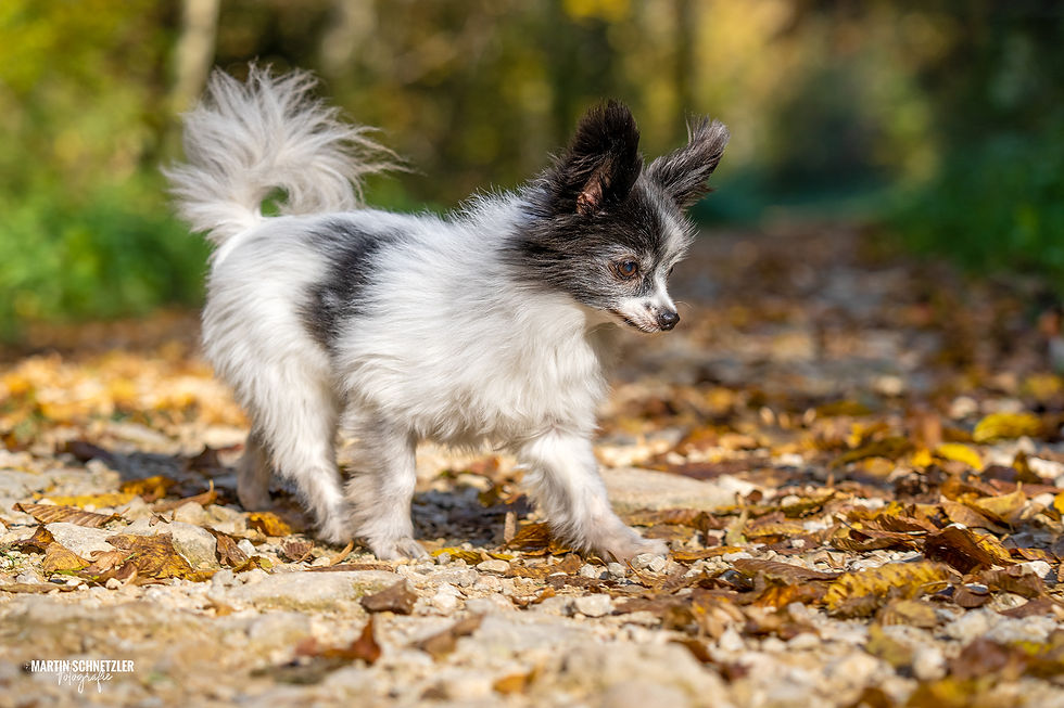 Hund | Hundeshooting | Martin Schnetzler