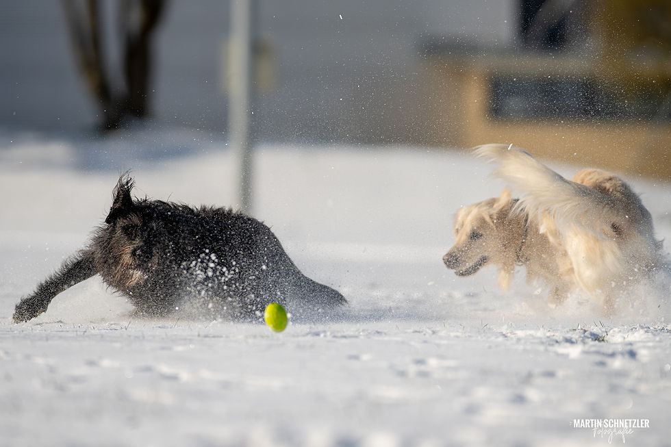 Hund | Shooting | Martin Schnetzler