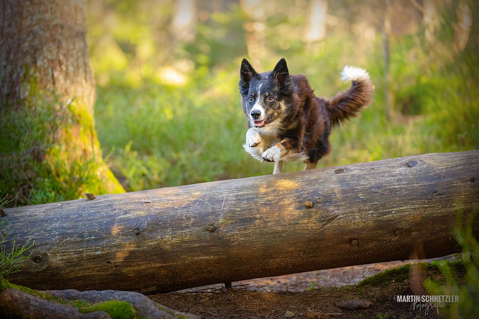 Hund | Shooting | Martin Schnetzler