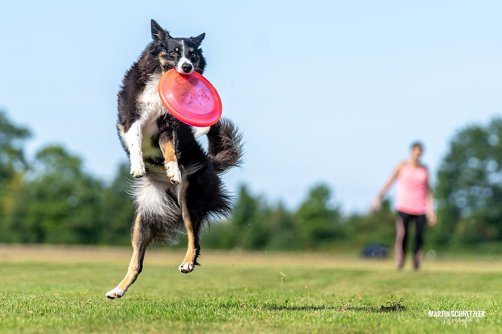 Hund | Shooting | Frisbee | Martin Schnetzler
