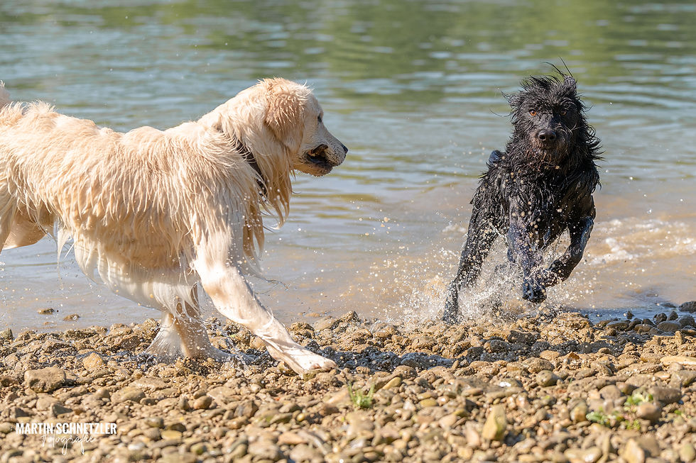 Hund | Hundeshooting | Martin Schnetzler