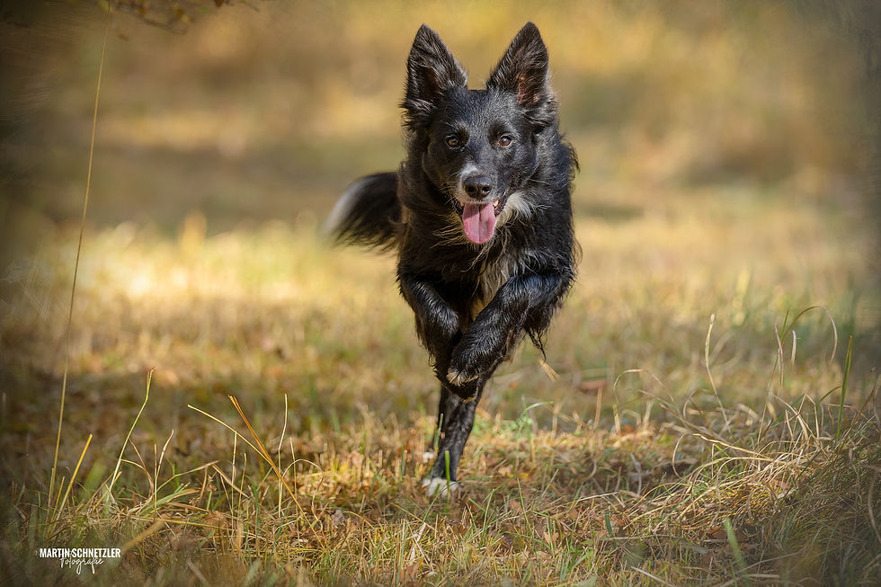 Hund | Shooting | Martin Schnetzler