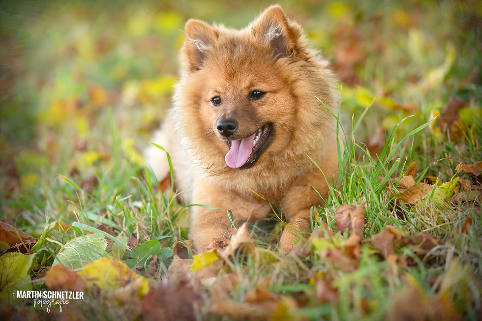 Hund | Shooting | Martin Schnetzler