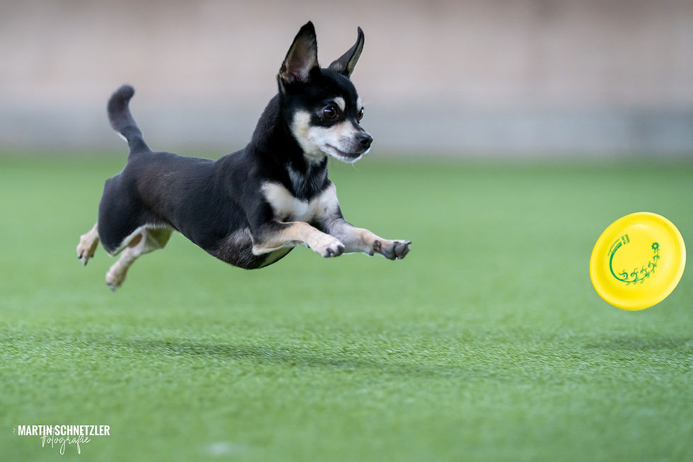 Hund | Shooting | Frisbee | Martin Schnetzler
