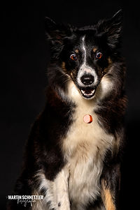 Hunde Fotografie: Hunde im Studio in Laufenburg fotografiert