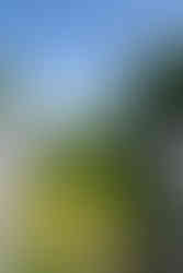 Seebrücke Sellin | Rasende Roland | Nationalpark Jasmund | Tauchgondel | Göhren | Serrin