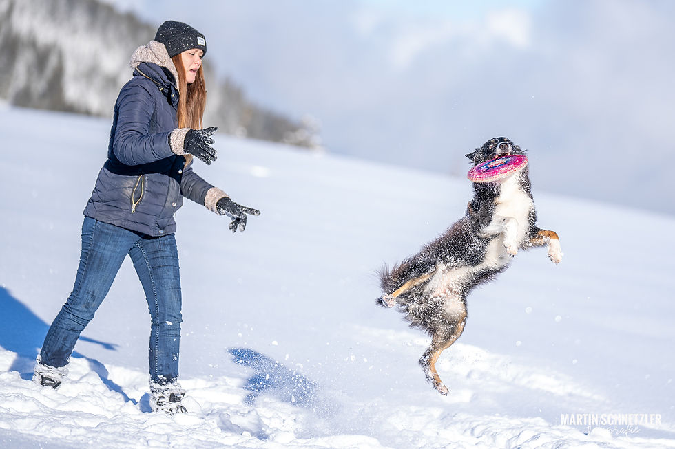 Hund | Shooting | Frisbee | Martin Schnetzler