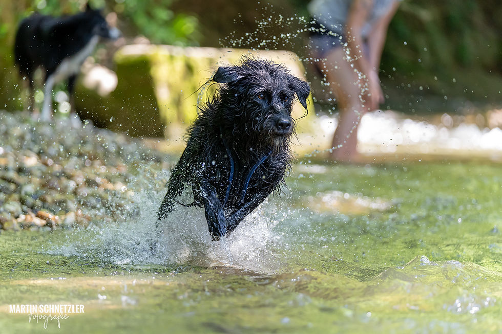 Hund | Shooting | Martin Schnetzler