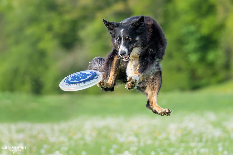 Hund | Shooting | Frisbee | Martin Schnetzler