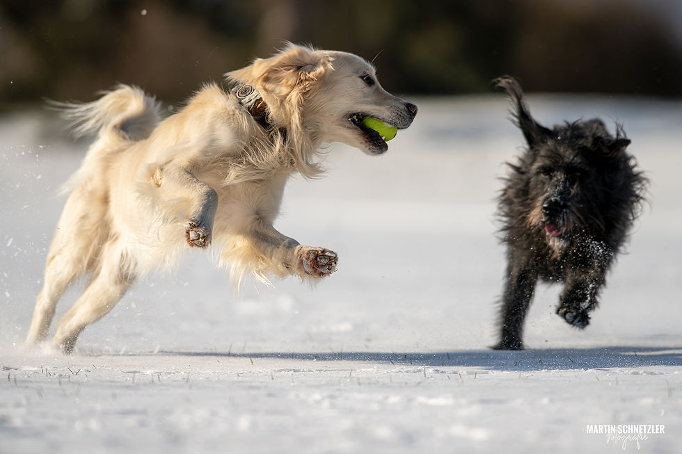 Hund | Shooting | Martin Schnetzler