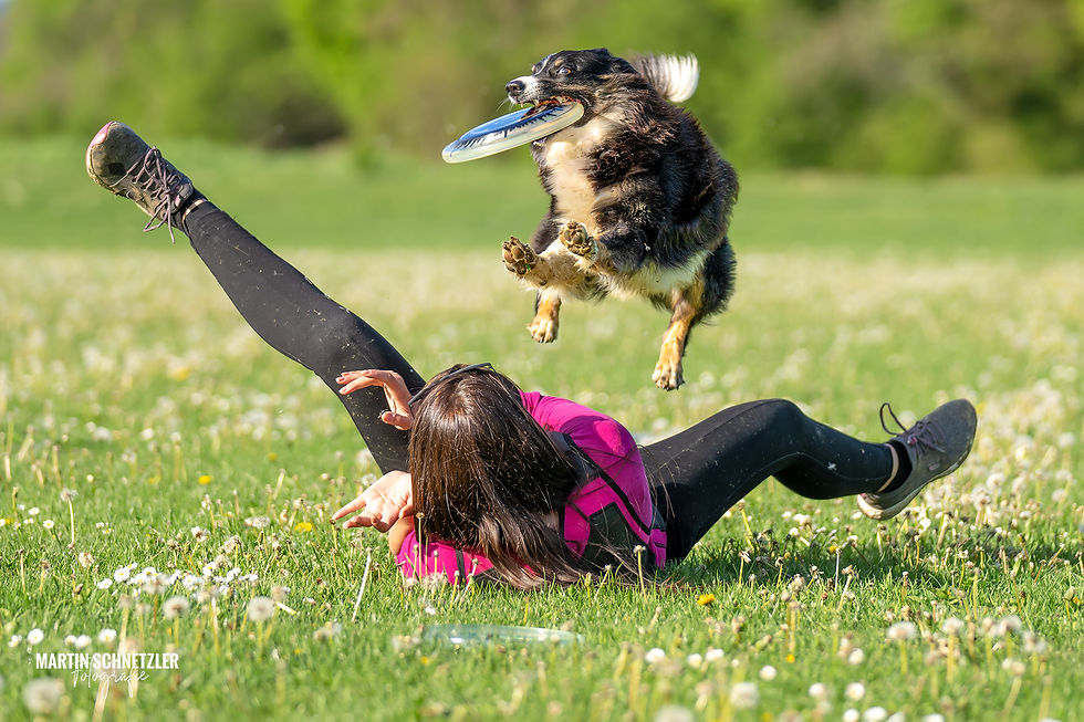 Hund | Shooting | Frisbee | Martin Schnetzler