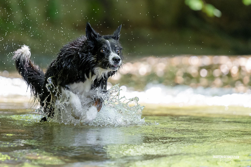 Hund | Shooting | Martin Schnetzler