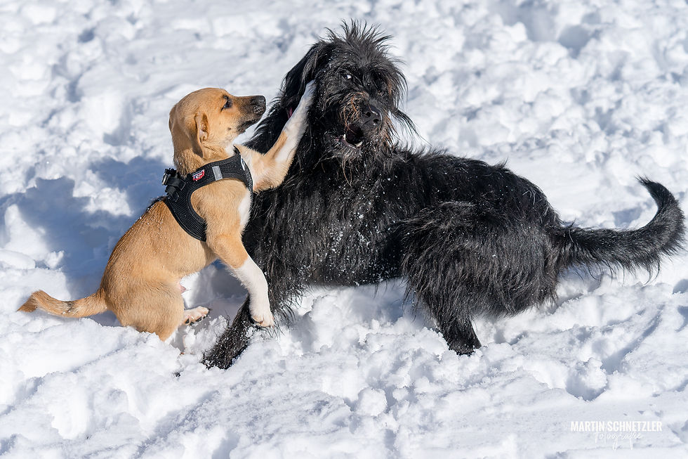 Hund | Hundeshooting | Martin Schnetzler