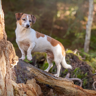 Hunde Spaziergang im Wald bei Sonnenschein