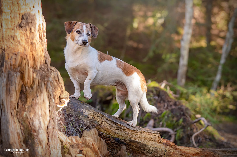 Hund | Hundeshooting | Martin Schnetzler