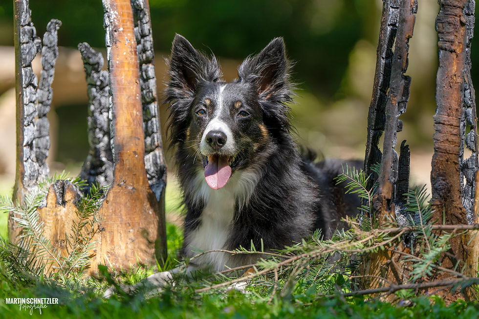 Hund | Shooting | Martin Schnetzler