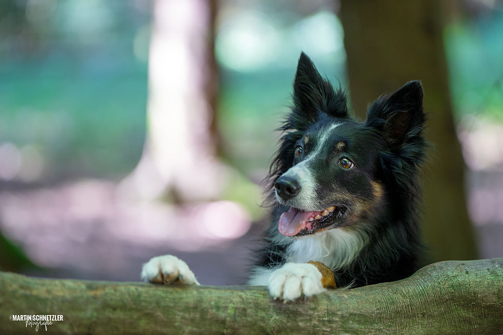 Hund | Shooting | Martin Schnetzler
