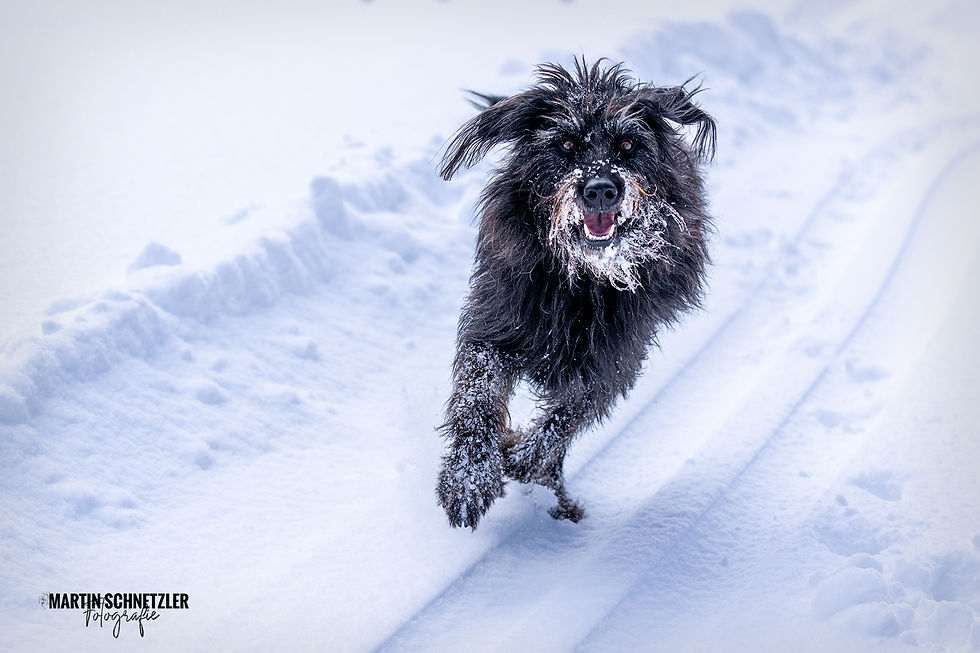Hund | Shooting | Martin Schnetzler