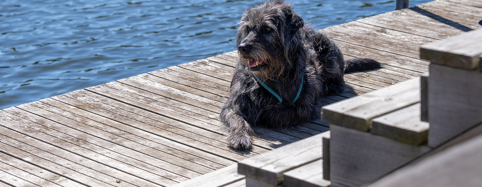 Der schwarze Wickinger Wach-Hund