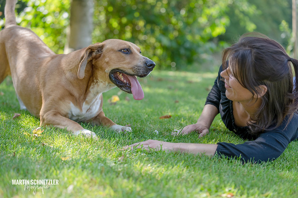 Hund | Shooting | Martin Schnetzler