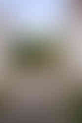 Rüdesheim | Rhein | Drosselgasse | Camping | Reisen | Deutschland