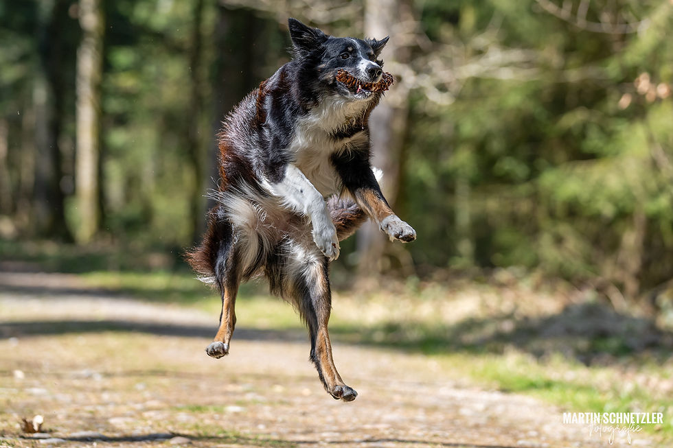 Hund | Shooting | Frisbee | Martin Schnetzler
