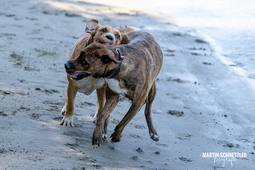 Hund | Hundeshooting | Martin Schnetzler