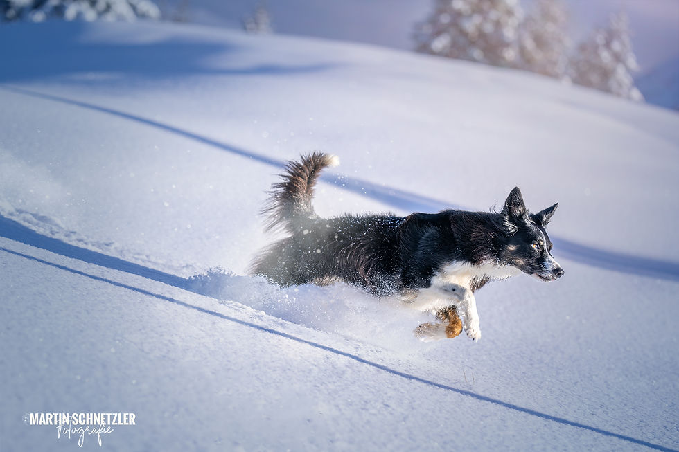 Hund | Hundeshooting | Martin Schnetzler