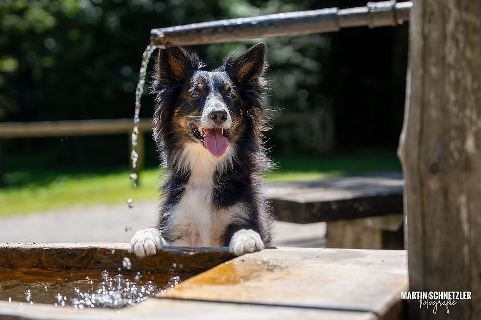 Hund | Shooting | Martin Schnetzler