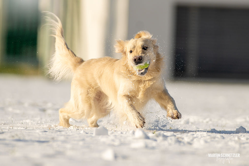 Hund | Shooting | Martin Schnetzler