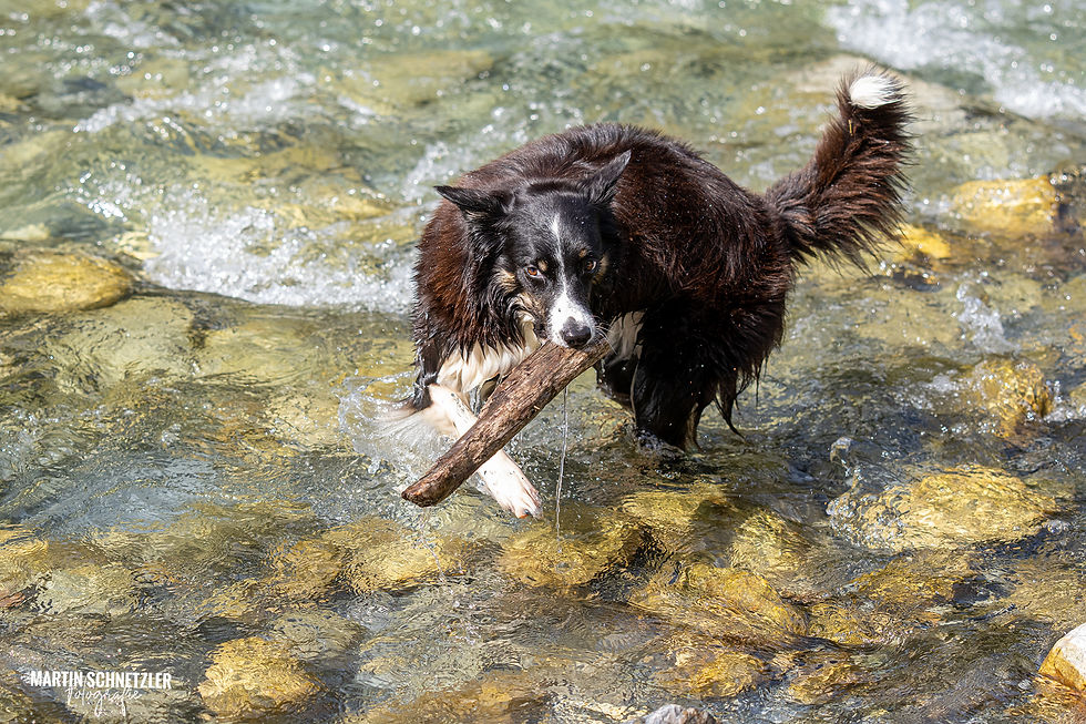 Hund | Shooting | Martin Schnetzler