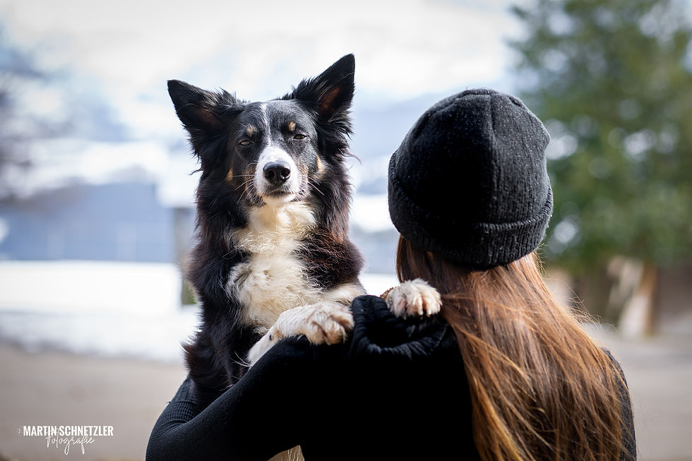 Hund | Shooting | Martin Schnetzler
