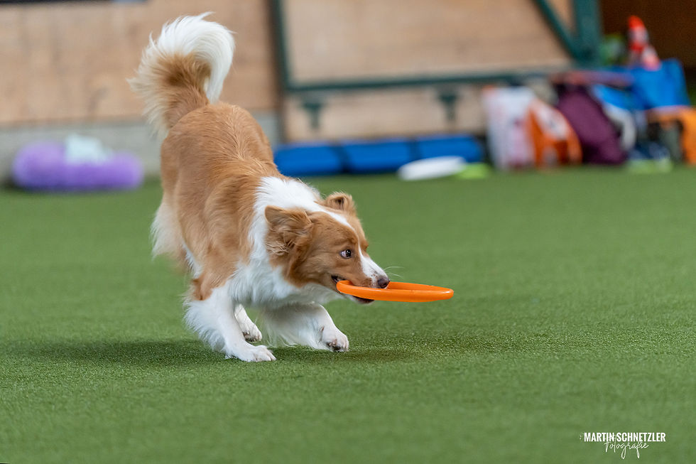 Hund | Shooting | Frisbee | Martin Schnetzler