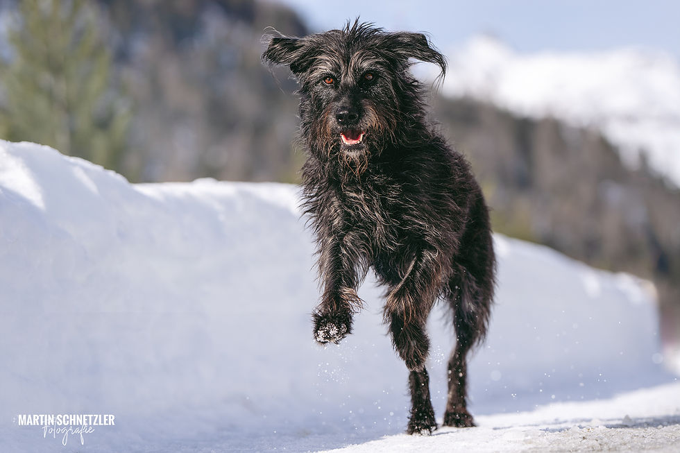 Hund | Hundeshooting | Martin Schnetzler