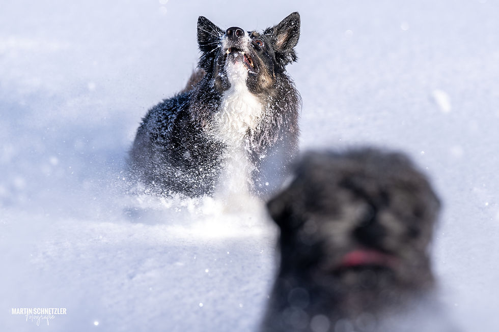 Hund | Shooting | Martin Schnetzler