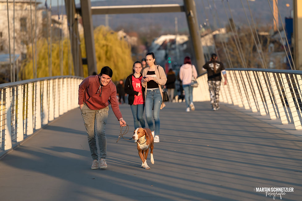 Hund | Shooting | Martin Schnetzler