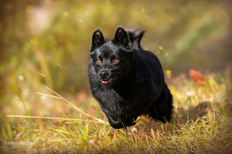 Hund | Shooting | Martin Schnetzler