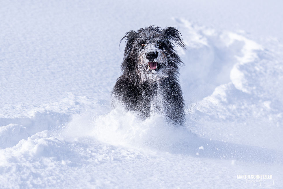 Hund | Shooting | Martin Schnetzler