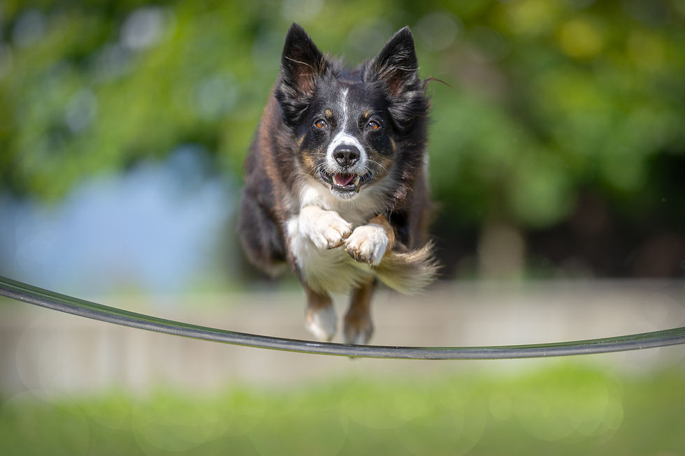 Hund | Shooting | Martin Schnetzler